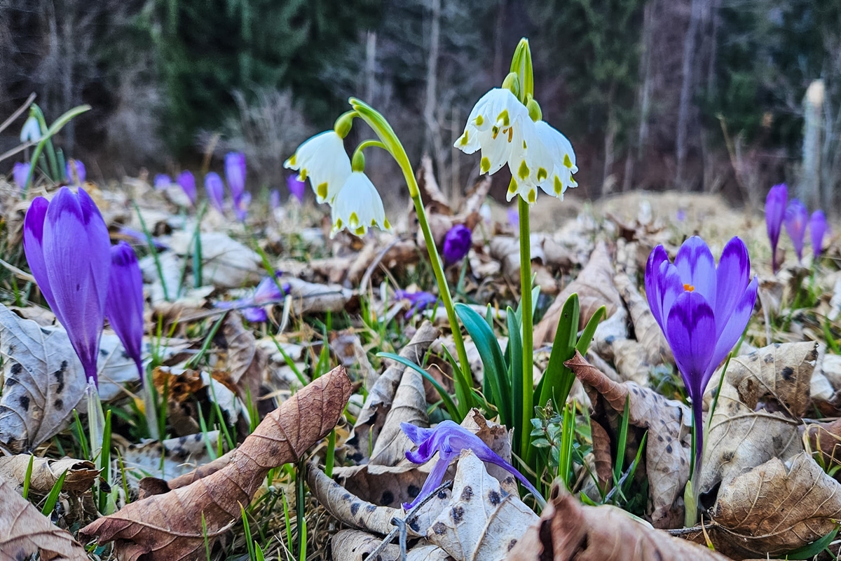 Frühling im Tal / der Gemeinde Costesti, Landkreis Valcea 😍😍🇷🇴